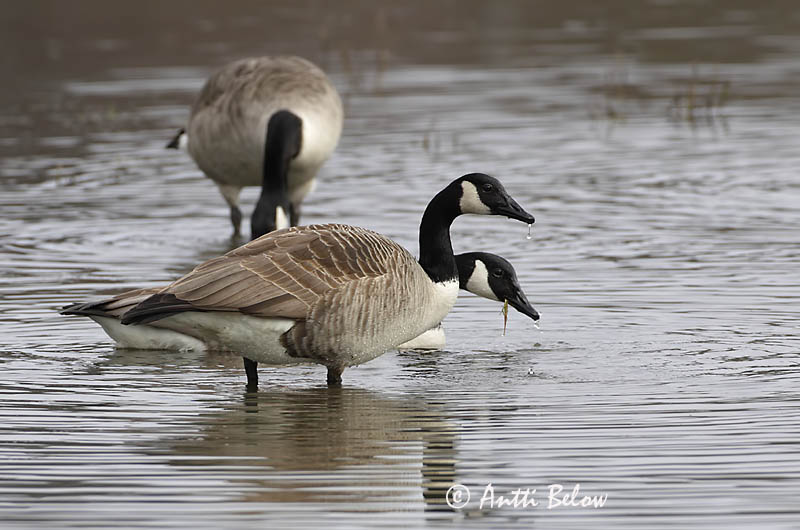 Avainsanat: Oca del Canadà ssp aleuta Kanadagås Canadese gans Canada Goose Kanada lagle Kanadanhanhi Bernache du Canada Kanadagans Kanadai lúd Kanadagæs Oca de Canada Kanadagås Ganso do Canadá Branta canadensis Barnacla Canadiense Kanadagås