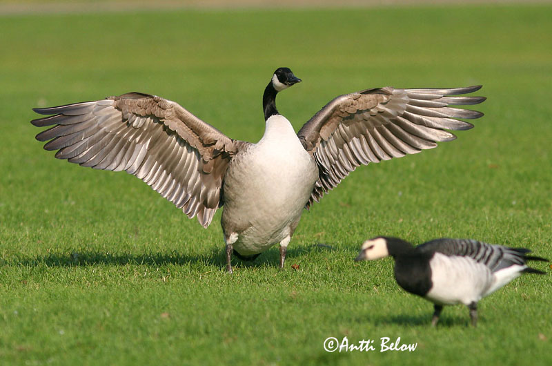 Avainsanat: Oca del Canadà ssp aleuta Kanadagås Canadese gans Canada Goose Kanada lagle Kanadanhanhi Bernache du Canada Kanadagans Kanadai lúd Kanadagæs Oca de Canada Kanadagås Ganso do Canadá Branta canadensis Barnacla Canadiense Kanadagås