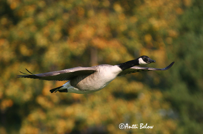 Espoo, Finland
9/2005
Avainsanat: Oca del Canadà ssp aleuta Kanadagås Canadese gans Canada Goose Kanada lagle Kanadanhanhi Bernache du Canada Kanadagans Kanadai lúd Kanadagæs Oca de Canada Kanadagås Ganso do Canadá Branta canadensis Barnacla Canadiense Kanadagås
