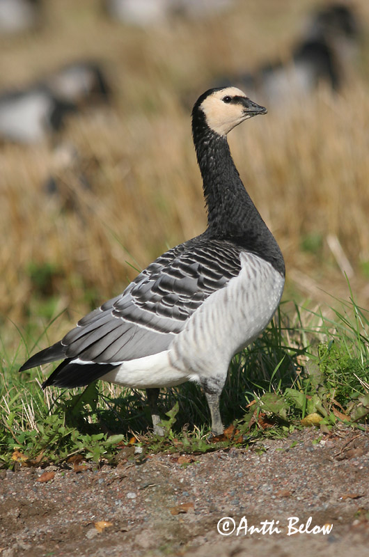 Avainsanat: Oca de galta blanca Bramgås Brandgans Barnacle Goose Valgepõsk-lagle Valkoposkihanhi Bernache nonnette Weißwangengans Nonnengans Apácalúd Helsingi Oca facciabianca Hvitkinngås Ganso-de-faces-brancas Branta leucopsis Barnacla Cariblanca Vitkindad gå