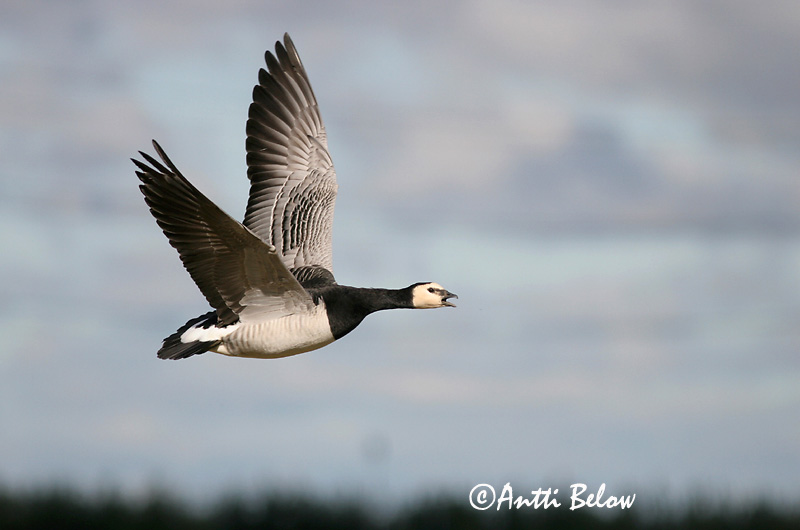 Avainsanat: Oca de galta blanca Bramgås Brandgans Barnacle Goose Valgepõsk-lagle Valkoposkihanhi Bernache nonnette Weißwangengans Nonnengans Apácalúd Helsingi Oca facciabianca Hvitkinngås Ganso-de-faces-brancas Branta leucopsis Barnacla Cariblanca Vitkindad gå