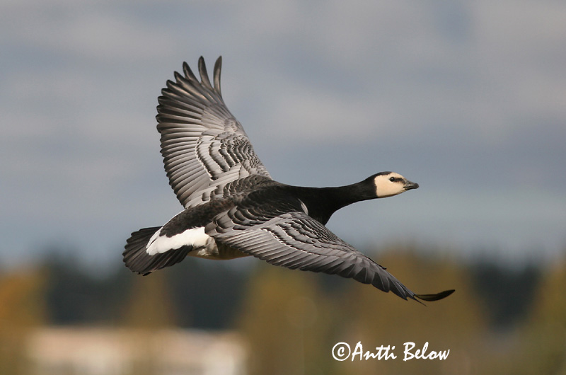 Avainsanat: Oca de galta blanca Bramgås Brandgans Barnacle Goose Valgepõsk-lagle Valkoposkihanhi Bernache nonnette Weißwangengans Nonnengans Apácalúd Helsingi Oca facciabianca Hvitkinngås Ganso-de-faces-brancas Branta leucopsis Barnacla Cariblanca Vitkindad gå