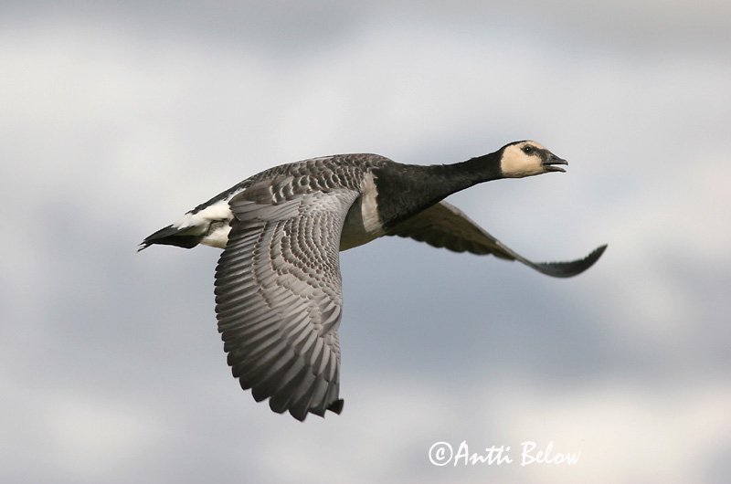 Avainsanat: Oca de galta blanca Bramgås Brandgans Barnacle Goose Valgepõsk-lagle Valkoposkihanhi Bernache nonnette Weißwangengans Nonnengans Apácalúd Helsingi Oca facciabianca Hvitkinngås Ganso-de-faces-brancas Branta leucopsis Barnacla Cariblanca Vitkindad gå