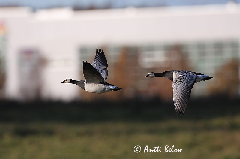 Avainsanat: Oca de galta blanca Bramgås Brandgans Barnacle Goose Valgepõsk-lagle Valkoposkihanhi Bernache nonnette Weißwangengans Nonnengans Apácalúd Helsingi Oca facciabianca Hvitkinngås Ganso-de-faces-brancas Branta leucopsis Barnacla Cariblanca Vitkindad gå