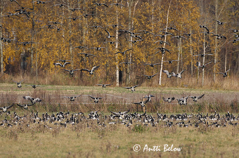 Avainsanat: Oca de galta blanca Bramgås Brandgans Barnacle Goose Valgepõsk-lagle Valkoposkihanhi Bernache nonnette Weißwangengans Nonnengans Apácalúd Helsingi Oca facciabianca Hvitkinngås Ganso-de-faces-brancas Branta leucopsis Barnacla Cariblanca Vitkindad gå