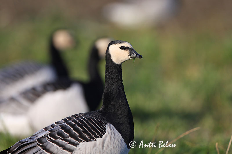 Avainsanat: Oca de galta blanca Bramgås Brandgans Barnacle Goose Valgepõsk-lagle Valkoposkihanhi Bernache nonnette Weißwangengans Nonnengans Apácalúd Helsingi Oca facciabianca Hvitkinngås Ganso-de-faces-brancas Branta leucopsis Barnacla Cariblanca Vitkindad gå