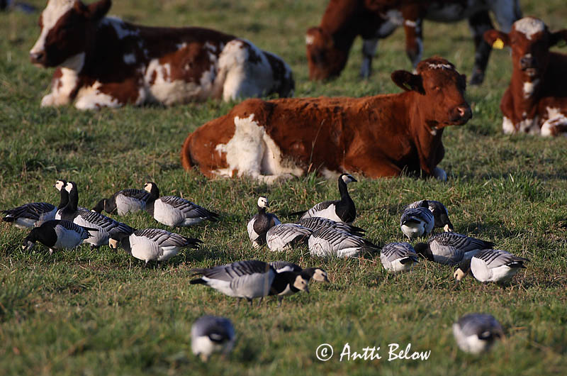 Avainsanat: Oca de galta blanca Bramgås Brandgans Barnacle Goose Valgepõsk-lagle Valkoposkihanhi Bernache nonnette Weißwangengans Nonnengans Apácalúd Helsingi Oca facciabianca Hvitkinngås Ganso-de-faces-brancas Branta leucopsis Barnacla Cariblanca Vitkindad gå