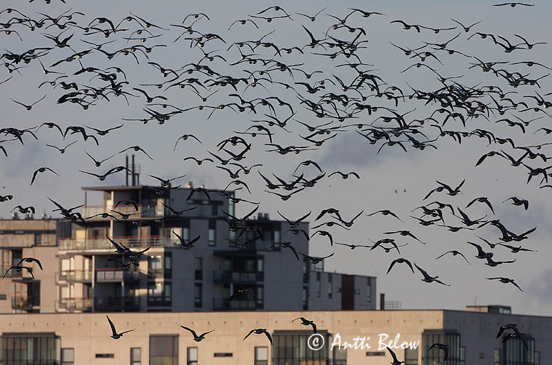 Avainsanat: Oca de galta blanca Bramgås Brandgans Barnacle Goose Valgepõsk-lagle Valkoposkihanhi Bernache nonnette Weißwangengans Nonnengans Apácalúd Helsingi Oca facciabianca Hvitkinngås Ganso-de-faces-brancas Branta leucopsis Barnacla Cariblanca Vitkindad gå