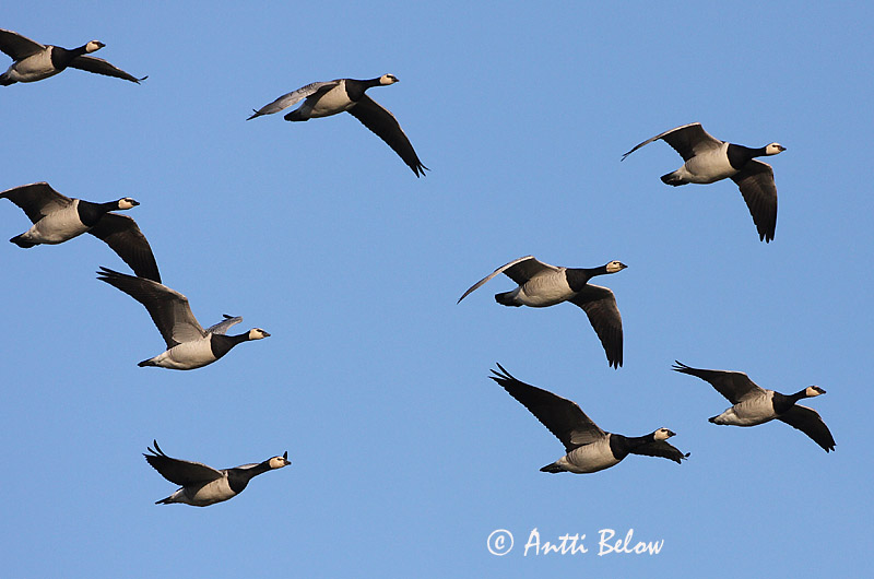 Avainsanat: Oca de galta blanca Bramgås Brandgans Barnacle Goose Valgepõsk-lagle Valkoposkihanhi Bernache nonnette Weißwangengans Nonnengans Apácalúd Helsingi Oca facciabianca Hvitkinngås Ganso-de-faces-brancas Branta leucopsis Barnacla Cariblanca Vitkindad gå