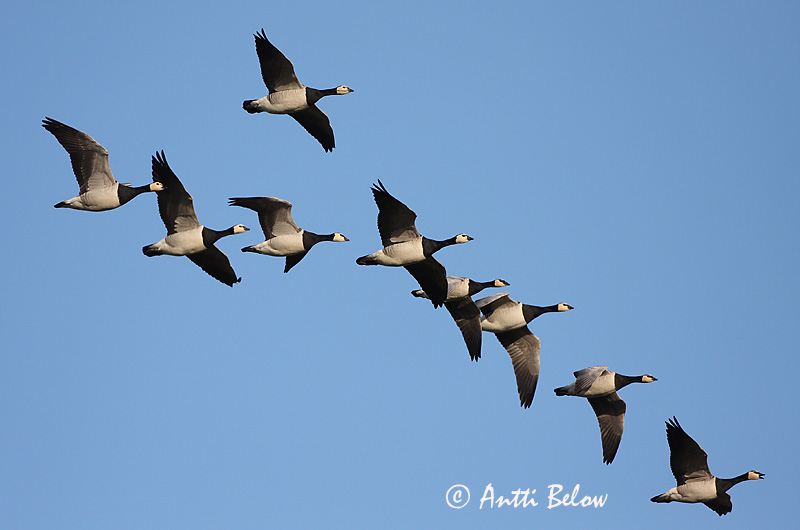 Avainsanat: Oca de galta blanca Bramgås Brandgans Barnacle Goose Valgepõsk-lagle Valkoposkihanhi Bernache nonnette Weißwangengans Nonnengans Apácalúd Helsingi Oca facciabianca Hvitkinngås Ganso-de-faces-brancas Branta leucopsis Barnacla Cariblanca Vitkindad gå