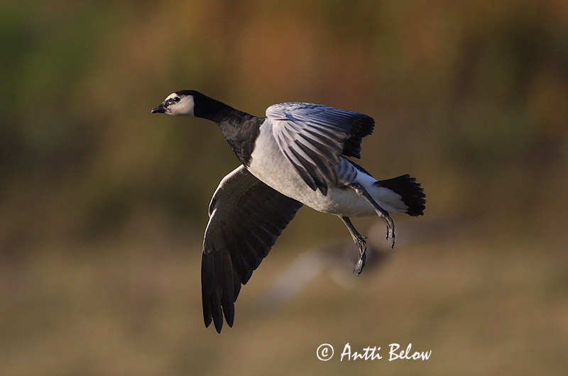 Avainsanat: Oca de galta blanca Bramgås Brandgans Barnacle Goose Valgepõsk-lagle Valkoposkihanhi Bernache nonnette Weißwangengans Nonnengans Apácalúd Helsingi Oca facciabianca Hvitkinngås Ganso-de-faces-brancas Branta leucopsis Barnacla Cariblanca Vitkindad gå
