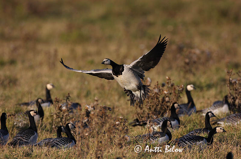 Avainsanat: Oca de galta blanca Bramgås Brandgans Barnacle Goose Valgepõsk-lagle Valkoposkihanhi Bernache nonnette Weißwangengans Nonnengans Apácalúd Helsingi Oca facciabianca Hvitkinngås Ganso-de-faces-brancas Branta leucopsis Barnacla Cariblanca Vitkindad gå