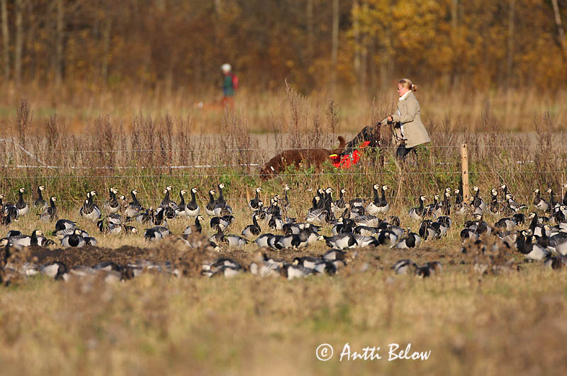 Avainsanat: Oca de galta blanca Bramgås Brandgans Barnacle Goose Valgepõsk-lagle Valkoposkihanhi Bernache nonnette Weißwangengans Nonnengans Apácalúd Helsingi Oca facciabianca Hvitkinngås Ganso-de-faces-brancas Branta leucopsis Barnacla Cariblanca Vitkindad gå