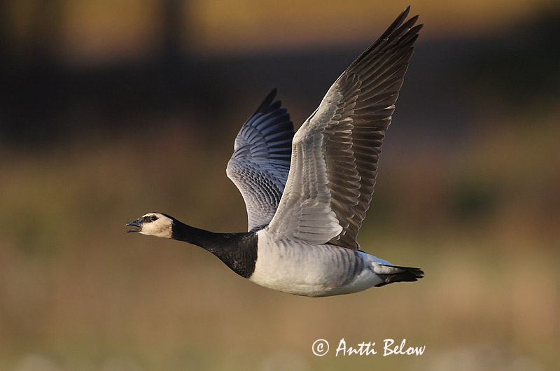 Avainsanat: Oca de galta blanca Bramgås Brandgans Barnacle Goose Valgepõsk-lagle Valkoposkihanhi Bernache nonnette Weißwangengans Nonnengans Apácalúd Helsingi Oca facciabianca Hvitkinngås Ganso-de-faces-brancas Branta leucopsis Barnacla Cariblanca Vitkindad gå