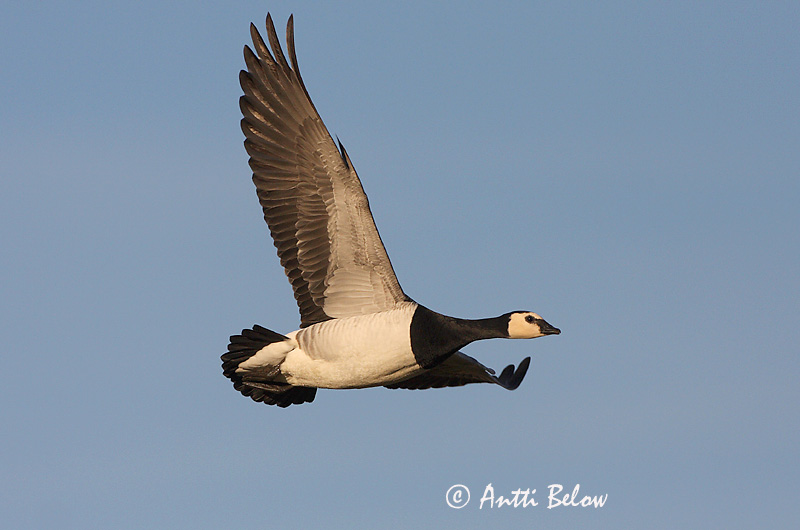 Avainsanat: Oca de galta blanca Bramgås Brandgans Barnacle Goose Valgepõsk-lagle Valkoposkihanhi Bernache nonnette Weißwangengans Nonnengans Apácalúd Helsingi Oca facciabianca Hvitkinngås Ganso-de-faces-brancas Branta leucopsis Barnacla Cariblanca Vitkindad gå