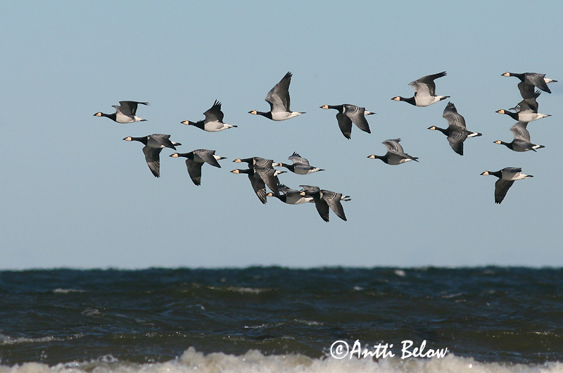 Avainsanat: Oca de galta blanca Bramgås Brandgans Barnacle Goose Valgepõsk-lagle Valkoposkihanhi Bernache nonnette Weißwangengans Nonnengans Apácalúd Helsingi Oca facciabianca Hvitkinngås Ganso-de-faces-brancas Branta leucopsis Barnacla Cariblanca Vitkindad gå
