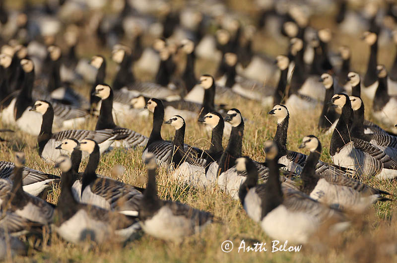 Avainsanat: Oca de galta blanca Bramgås Brandgans Barnacle Goose Valgepõsk-lagle Valkoposkihanhi Bernache nonnette Weißwangengans Nonnengans Apácalúd Helsingi Oca facciabianca Hvitkinngås Ganso-de-faces-brancas Branta leucopsis Barnacla Cariblanca Vitkindad gå