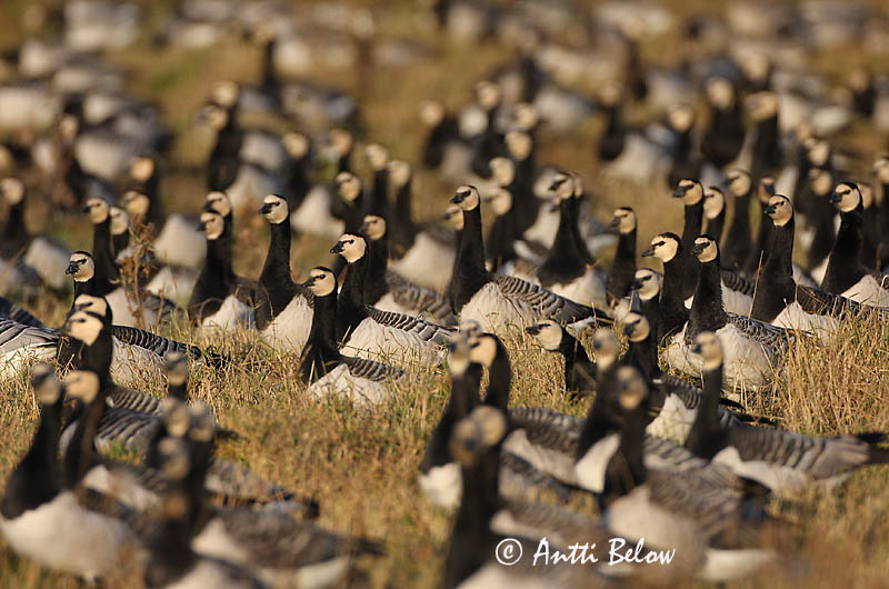 Avainsanat: Oca de galta blanca Bramgås Brandgans Barnacle Goose Valgepõsk-lagle Valkoposkihanhi Bernache nonnette Weißwangengans Nonnengans Apácalúd Helsingi Oca facciabianca Hvitkinngås Ganso-de-faces-brancas Branta leucopsis Barnacla Cariblanca Vitkindad gå