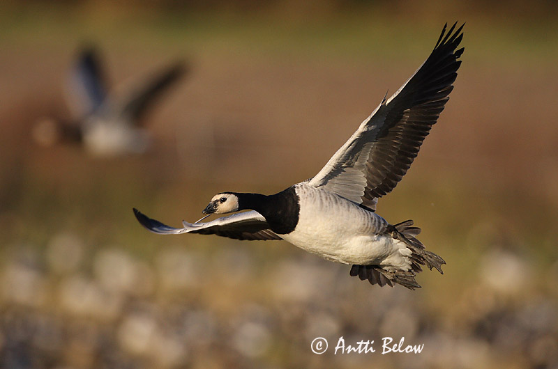 Avainsanat: Oca de galta blanca Bramgås Brandgans Barnacle Goose Valgepõsk-lagle Valkoposkihanhi Bernache nonnette Weißwangengans Nonnengans Apácalúd Helsingi Oca facciabianca Hvitkinngås Ganso-de-faces-brancas Branta leucopsis Barnacla Cariblanca Vitkindad gå