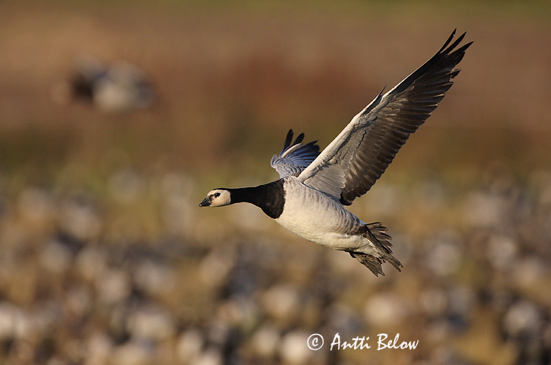 Avainsanat: Oca de galta blanca Bramgås Brandgans Barnacle Goose Valgepõsk-lagle Valkoposkihanhi Bernache nonnette Weißwangengans Nonnengans Apácalúd Helsingi Oca facciabianca Hvitkinngås Ganso-de-faces-brancas Branta leucopsis Barnacla Cariblanca Vitkindad gå