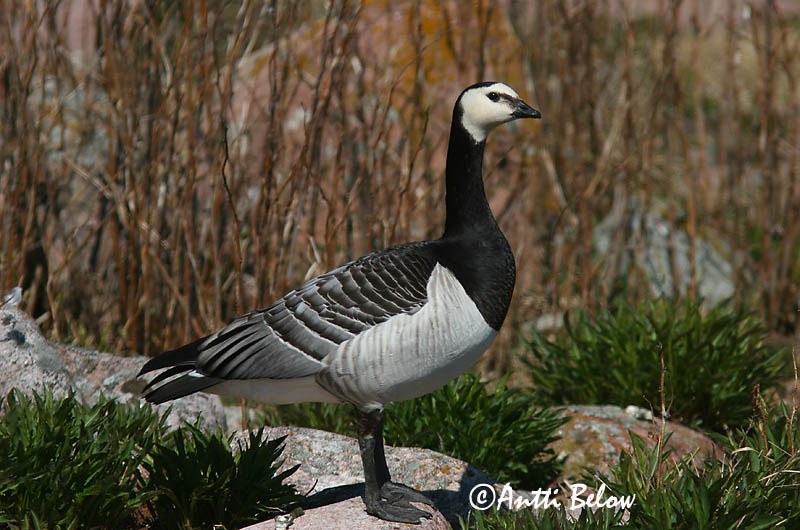Avainsanat: Oca de galta blanca Bramgås Brandgans Barnacle Goose Valgepõsk-lagle Valkoposkihanhi Bernache nonnette Weißwangengans Nonnengans Apácalúd Helsingi Oca facciabianca Hvitkinngås Ganso-de-faces-brancas Branta leucopsis Barnacla Cariblanca Vitkindad gå