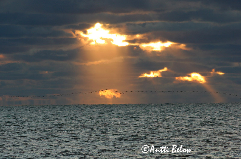 Avainsanat: Oca de galta blanca Bramgås Brandgans Barnacle Goose Valgepõsk-lagle Valkoposkihanhi Bernache nonnette Weißwangengans Nonnengans Apácalúd Helsingi Oca facciabianca Hvitkinngås Ganso-de-faces-brancas Branta leucopsis Barnacla Cariblanca Vitkindad gå