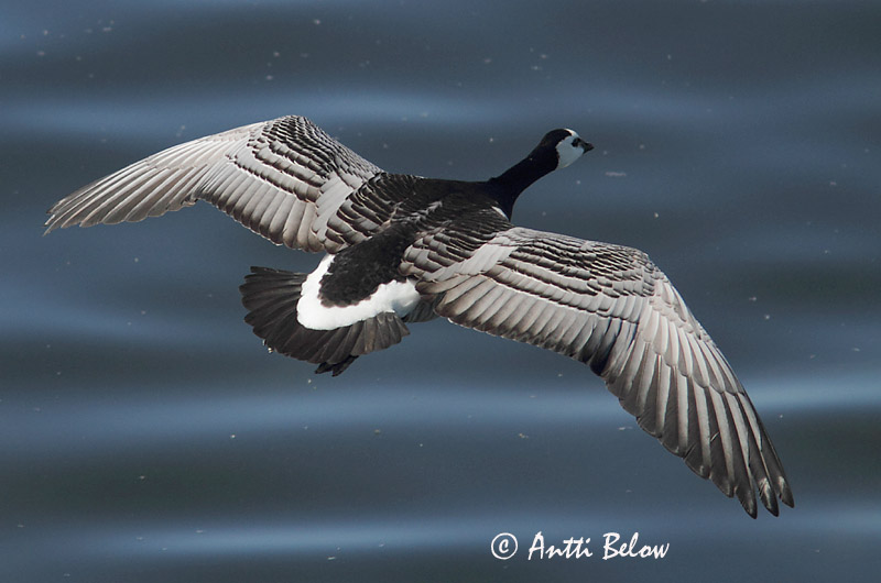 Avainsanat: Oca de galta blanca Bramgås Brandgans Barnacle Goose Valgepõsk-lagle Valkoposkihanhi Bernache nonnette Weißwangengans Nonnengans Apácalúd Helsingi Oca facciabianca Hvitkinngås Ganso-de-faces-brancas Branta leucopsis Barnacla Cariblanca Vitkindad gå