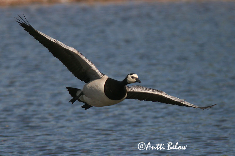 Avainsanat: Oca de galta blanca Bramgås Brandgans Barnacle Goose Valgepõsk-lagle Valkoposkihanhi Bernache nonnette Weißwangengans Nonnengans Apácalúd Helsingi Oca facciabianca Hvitkinngås Ganso-de-faces-brancas Branta leucopsis Barnacla Cariblanca Vitkindad gå