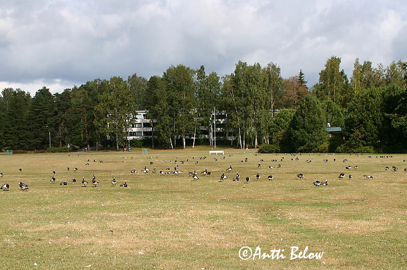Avainsanat: Oca de galta blanca Bramgås Brandgans Barnacle Goose Valgepõsk-lagle Valkoposkihanhi Bernache nonnette Weißwangengans Nonnengans Apácalúd Helsingi Oca facciabianca Hvitkinngås Ganso-de-faces-brancas Branta leucopsis Barnacla Cariblanca Vitkindad gå