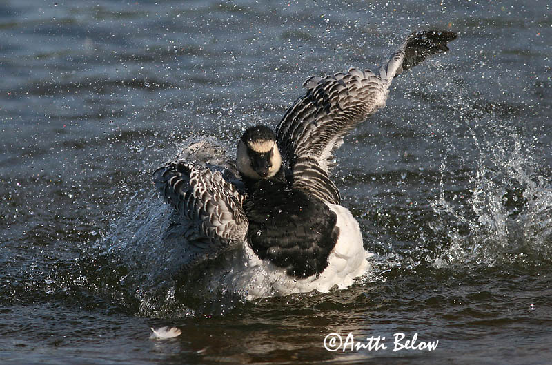 Avainsanat: Oca de galta blanca Bramgås Brandgans Barnacle Goose Valgepõsk-lagle Valkoposkihanhi Bernache nonnette Weißwangengans Nonnengans Apácalúd Helsingi Oca facciabianca Hvitkinngås Ganso-de-faces-brancas Branta leucopsis Barnacla Cariblanca Vitkindad gå