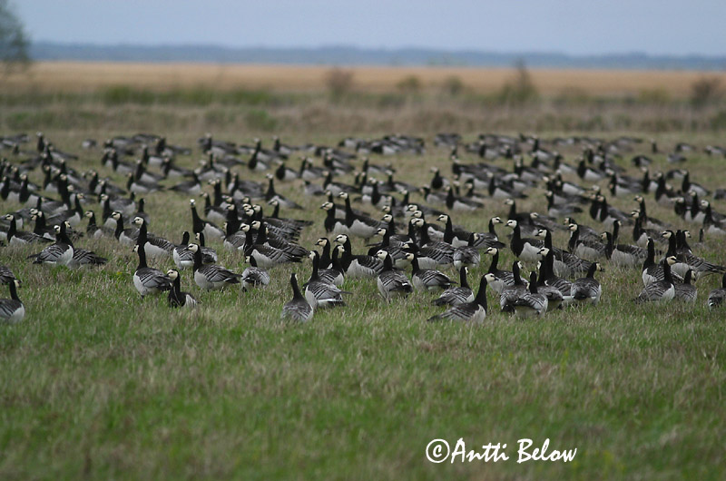 Avainsanat: Oca de galta blanca Bramgås Brandgans Barnacle Goose Valgepõsk-lagle Valkoposkihanhi Bernache nonnette Weißwangengans Nonnengans Apácalúd Helsingi Oca facciabianca Hvitkinngås Ganso-de-faces-brancas Branta leucopsis Barnacla Cariblanca Vitkindad gå