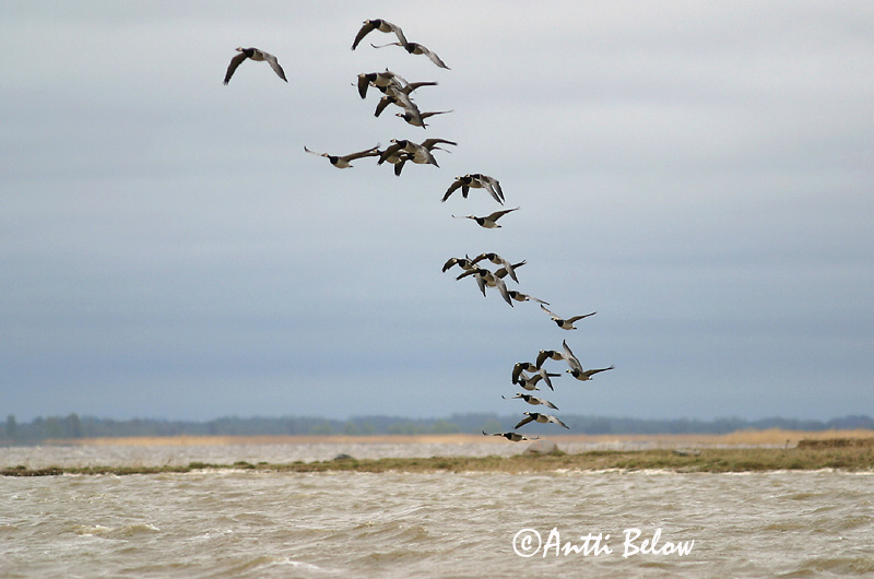 Avainsanat: Oca de galta blanca Bramgås Brandgans Barnacle Goose Valgepõsk-lagle Valkoposkihanhi Bernache nonnette Weißwangengans Nonnengans Apácalúd Helsingi Oca facciabianca Hvitkinngås Ganso-de-faces-brancas Branta leucopsis Barnacla Cariblanca Vitkindad gå