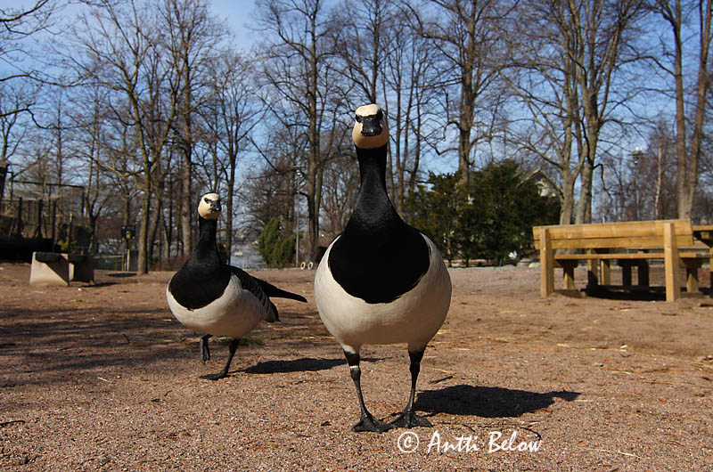 Avainsanat: Oca de galta blanca Bramgås Brandgans Barnacle Goose Valgepõsk-lagle Valkoposkihanhi Bernache nonnette Weißwangengans Nonnengans Apácalúd Helsingi Oca facciabianca Hvitkinngås Ganso-de-faces-brancas Branta leucopsis Barnacla Cariblanca Vitkindad gå
