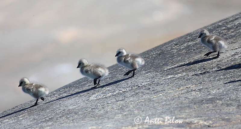 Avainsanat: Oca de galta blanca Bramgås Brandgans Barnacle Goose Valgepõsk-lagle Valkoposkihanhi Bernache nonnette Weißwangengans Nonnengans Apácalúd Helsingi Oca facciabianca Hvitkinngås Ganso-de-faces-brancas Branta leucopsis Barnacla Cariblanca Vitkindad gå
