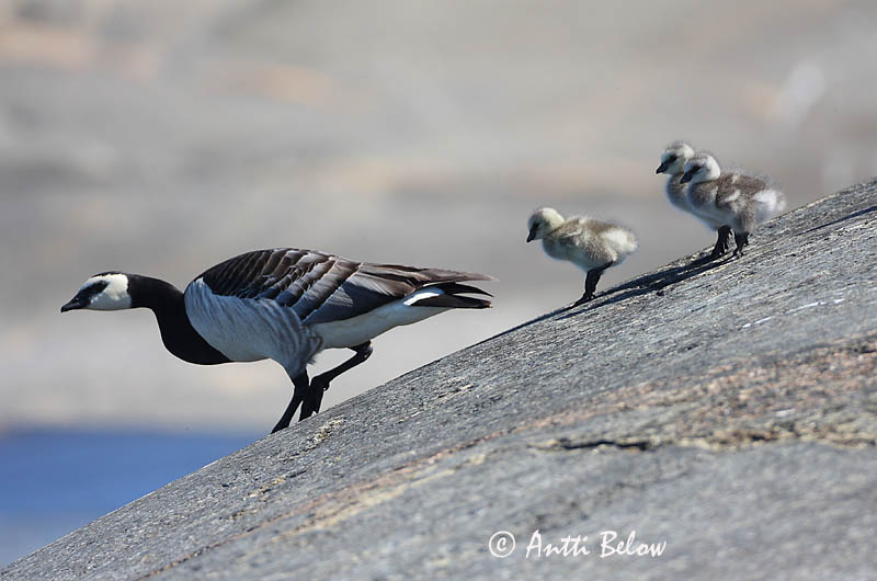 Avainsanat: Oca de galta blanca Bramgås Brandgans Barnacle Goose Valgepõsk-lagle Valkoposkihanhi Bernache nonnette Weißwangengans Nonnengans Apácalúd Helsingi Oca facciabianca Hvitkinngås Ganso-de-faces-brancas Branta leucopsis Barnacla Cariblanca Vitkindad gå