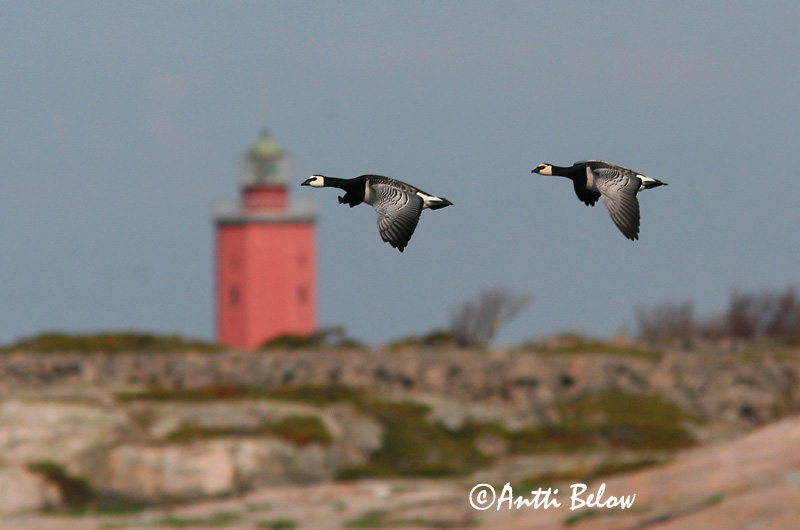 Avainsanat: Oca de galta blanca Bramgås Brandgans Barnacle Goose Valgepõsk-lagle Valkoposkihanhi Bernache nonnette Weißwangengans Nonnengans Apácalúd Helsingi Oca facciabianca Hvitkinngås Ganso-de-faces-brancas Branta leucopsis Barnacla Cariblanca Vitkindad gå