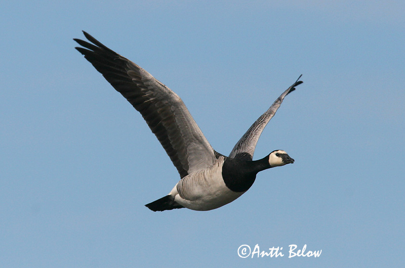 Avainsanat: Oca de galta blanca Bramgås Brandgans Barnacle Goose Valgepõsk-lagle Valkoposkihanhi Bernache nonnette Weißwangengans Nonnengans Apácalúd Helsingi Oca facciabianca Hvitkinngås Ganso-de-faces-brancas Branta leucopsis Barnacla Cariblanca Vitkindad gå