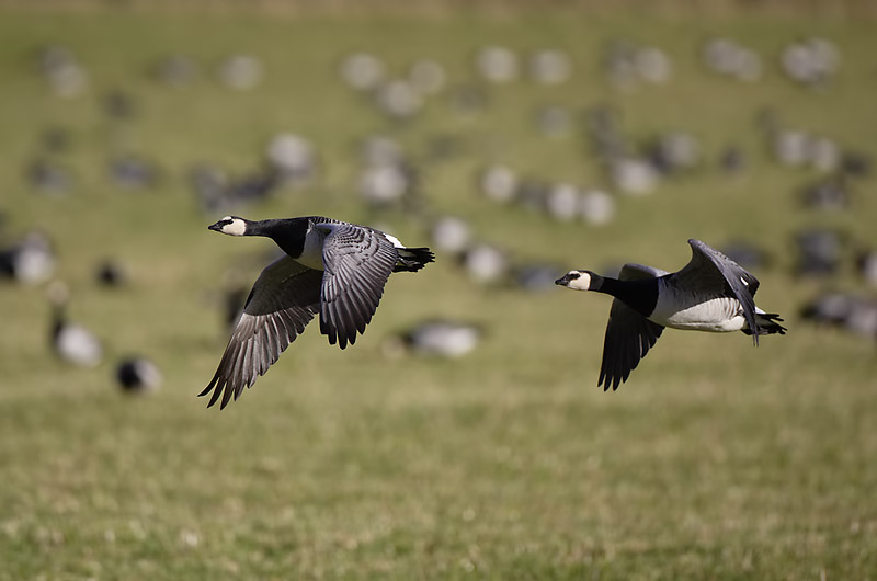 Avainsanat: Oca de galta blanca Bramgås Brandgans Barnacle Goose Valgepõsk-lagle Valkoposkihanhi Bernache nonnette Weißwangengans Nonnengans Apácalúd Helsingi Oca facciabianca Hvitkinngås Ganso-de-faces-brancas Branta leucopsis Barnacla Cariblanca Vitkindad gå