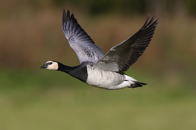Avainsanat: Oca de galta blanca Bramgås Brandgans Barnacle Goose Valgepõsk-lagle Valkoposkihanhi Bernache nonnette Weißwangengans Nonnengans Apácalúd Helsingi Oca facciabianca Hvitkinngås Ganso-de-faces-brancas Branta leucopsis Barnacla Cariblanca Vitkindad gå
