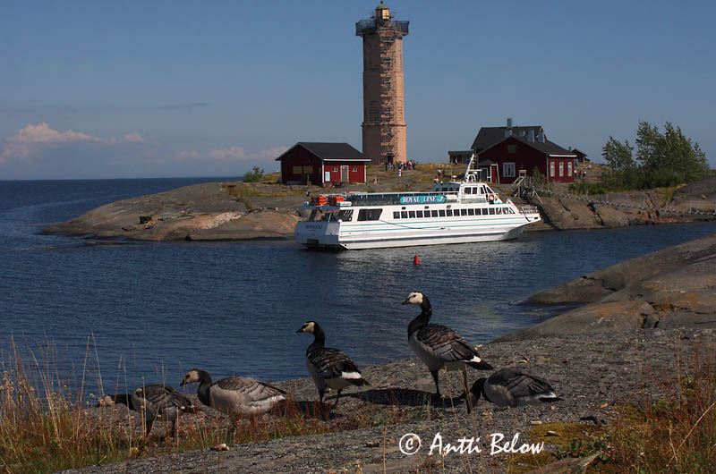 Avainsanat: Oca de galta blanca Bramgås Brandgans Barnacle Goose Valgepõsk-lagle Valkoposkihanhi Bernache nonnette Weißwangengans Nonnengans Apácalúd Helsingi Oca facciabianca Hvitkinngås Ganso-de-faces-brancas Branta leucopsis Barnacla Cariblanca Vitkindad gå