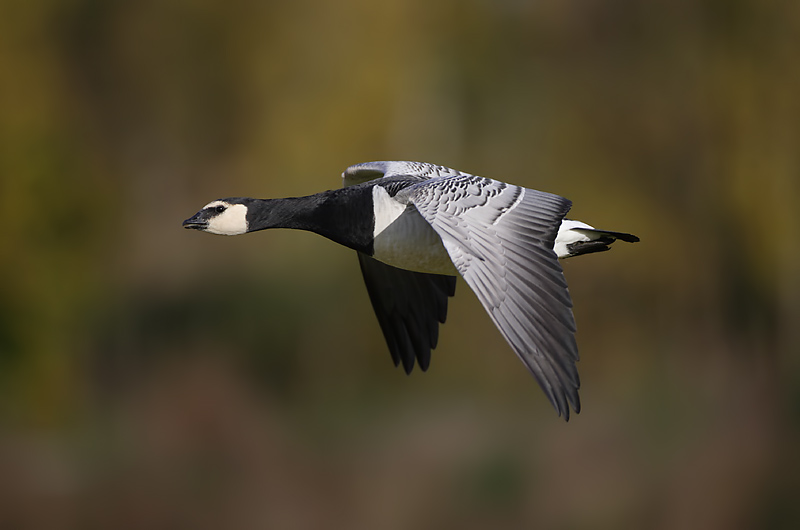 Avainsanat: Oca de galta blanca Bramgås Brandgans Barnacle Goose Valgepõsk-lagle Valkoposkihanhi Bernache nonnette Weißwangengans Nonnengans Apácalúd Helsingi Oca facciabianca Hvitkinngås Ganso-de-faces-brancas Branta leucopsis Barnacla Cariblanca Vitkindad gå