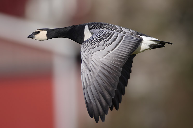 Avainsanat: Oca de galta blanca Bramgås Brandgans Barnacle Goose Valgepõsk-lagle Valkoposkihanhi Bernache nonnette Weißwangengans Nonnengans Apácalúd Helsingi Oca facciabianca Hvitkinngås Ganso-de-faces-brancas Branta leucopsis Barnacla Cariblanca Vitkindad gå
