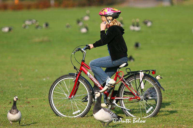 Avainsanat: Oca de galta blanca Bramgås Brandgans Barnacle Goose Valgepõsk-lagle Valkoposkihanhi Bernache nonnette Weißwangengans Nonnengans Apácalúd Helsingi Oca facciabianca Hvitkinngås Ganso-de-faces-brancas Branta leucopsis Barnacla Cariblanca Vitkindad gå