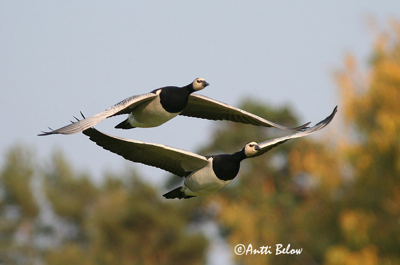 Avainsanat: Oca de galta blanca Bramgås Brandgans Barnacle Goose Valgepõsk-lagle Valkoposkihanhi Bernache nonnette Weißwangengans Nonnengans Apácalúd Helsingi Oca facciabianca Hvitkinngås Ganso-de-faces-brancas Branta leucopsis Barnacla Cariblanca Vitkindad gå