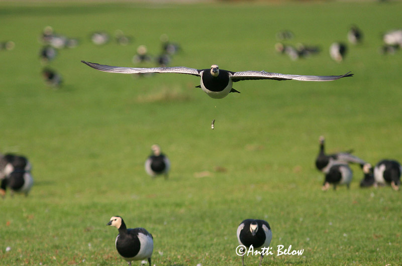 Avainsanat: Oca de galta blanca Bramgås Brandgans Barnacle Goose Valgepõsk-lagle Valkoposkihanhi Bernache nonnette Weißwangengans Nonnengans Apácalúd Helsingi Oca facciabianca Hvitkinngås Ganso-de-faces-brancas Branta leucopsis Barnacla Cariblanca Vitkindad gå