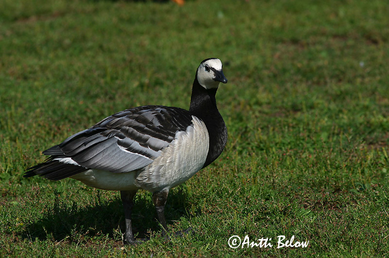 Avainsanat: Oca de galta blanca Bramgås Brandgans Barnacle Goose Valgepõsk-lagle Valkoposkihanhi Bernache nonnette Weißwangengans Nonnengans Apácalúd Helsingi Oca facciabianca Hvitkinngås Ganso-de-faces-brancas Branta leucopsis Barnacla Cariblanca Vitkindad gå
