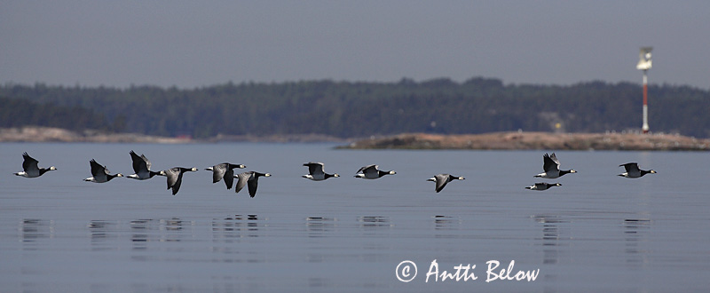 Avainsanat: Oca de galta blanca Bramgås Brandgans Barnacle Goose Valgepõsk-lagle Valkoposkihanhi Bernache nonnette Weißwangengans Nonnengans Apácalúd Helsingi Oca facciabianca Hvitkinngås Ganso-de-faces-brancas Branta leucopsis Barnacla Cariblanca Vitkindad gå
