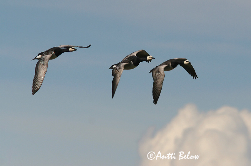 Avainsanat: Oca de galta blanca Bramgås Brandgans Barnacle Goose Valgepõsk-lagle Valkoposkihanhi Bernache nonnette Weißwangengans Nonnengans Apácalúd Helsingi Oca facciabianca Hvitkinngås Ganso-de-faces-brancas Branta leucopsis Barnacla Cariblanca Vitkindad gå