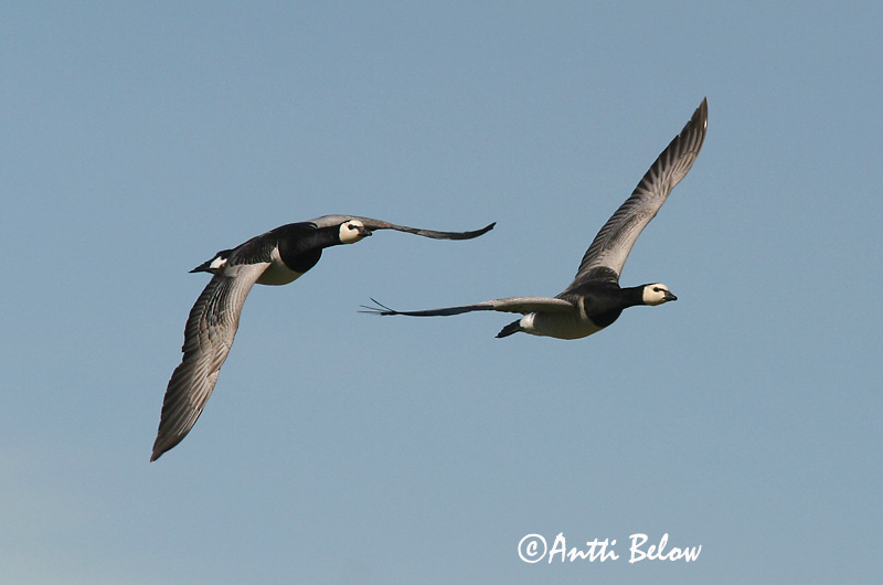 Avainsanat: Oca de galta blanca Bramgås Brandgans Barnacle Goose Valgepõsk-lagle Valkoposkihanhi Bernache nonnette Weißwangengans Nonnengans Apácalúd Helsingi Oca facciabianca Hvitkinngås Ganso-de-faces-brancas Branta leucopsis Barnacla Cariblanca Vitkindad gå