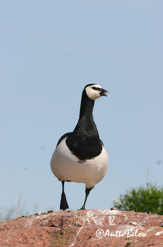 Avainsanat: Oca de galta blanca Bramgås Brandgans Barnacle Goose Valgepõsk-lagle Valkoposkihanhi Bernache nonnette Weißwangengans Nonnengans Apácalúd Helsingi Oca facciabianca Hvitkinngås Ganso-de-faces-brancas Branta leucopsis Barnacla Cariblanca Vitkindad gå